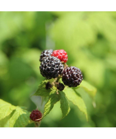 Schwarze Himbeere 'Black Jewel' P9/C1