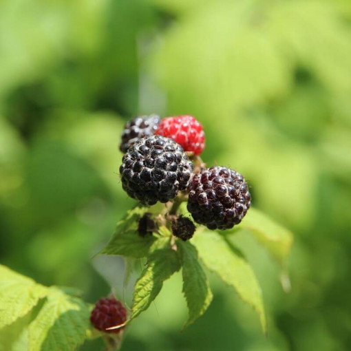 Schwarze Himbeere 'Black Jewel' P9/C1