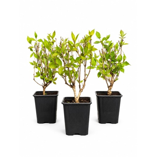 Weigelie ‘Minuet’ Topf P9/C1