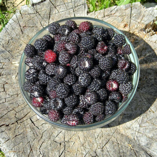 Schwarze Himbeere 'Black Jewel' P9/C1