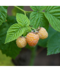 Gelbe Himbeere 'Allgold' P9/C1