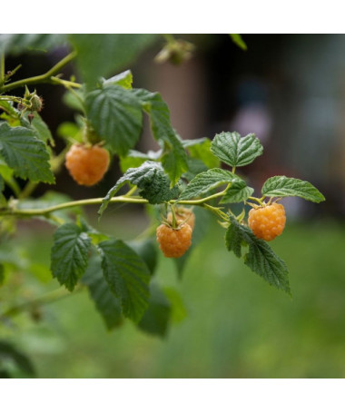 Gelbe Himbeere 'Allgold' P9/C1