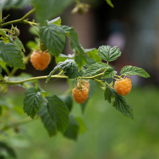 Gelbe Himbeere 'Allgold' P9/C1