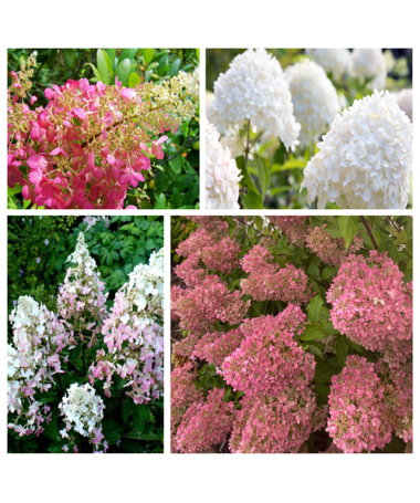 Set von 5 Stück - Strauch-Hortensien in P9/C1 Töpfen