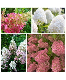 Set von 5 Stück - Strauch-Hortensien in P9/C1 Töpfen