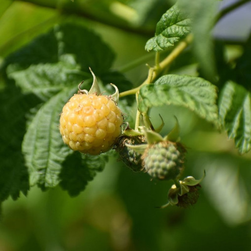 Gelbe Himbeere 'Allgold' P9/C1