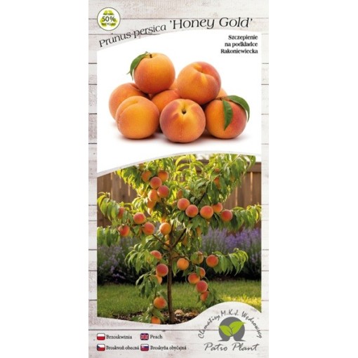 Mini Patio – Pfirsich Honey Gold, 4‑Liter‑Topf