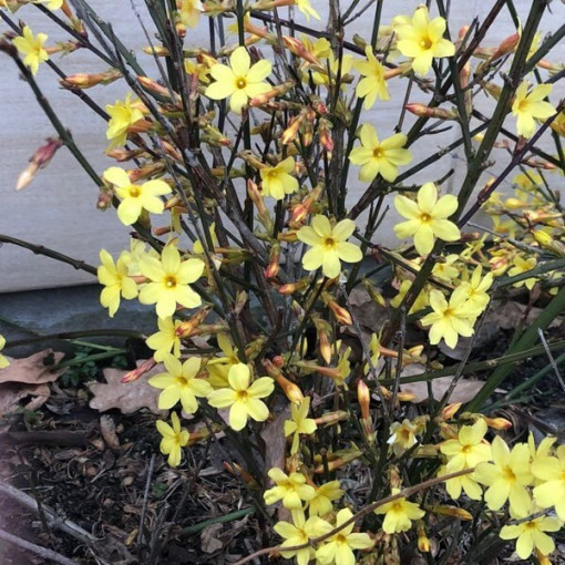 Jasmin "Nackte Blüte" Topf, 2L