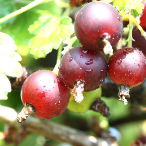 Rote Stachelbeere ‘Hinnonmaki Red’ C2 (Stammveredelte Pflanze)
