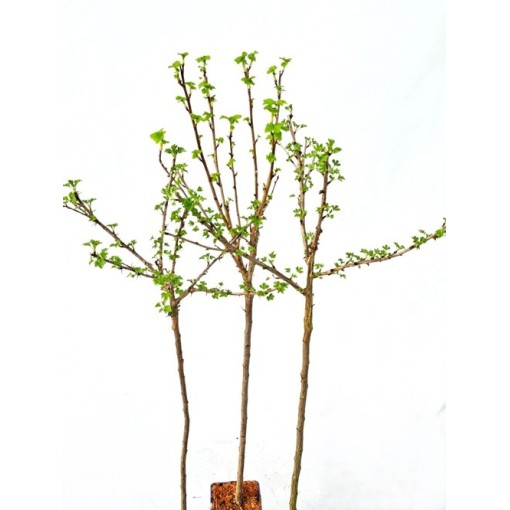 Jostabeere C2 (Stammveredelte Pflanze)