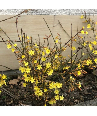 Jasmin "Nackte Blüte" Topf, 2L