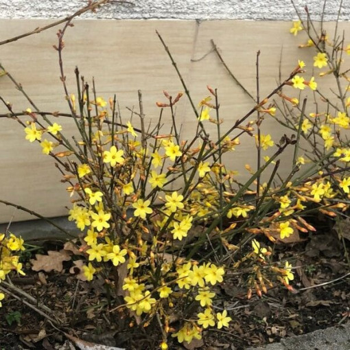 Jasmin "Nackte Blüte" Topf, 2L