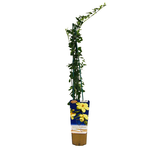 Jasmin "Nackte Blüte" Topf, 2L