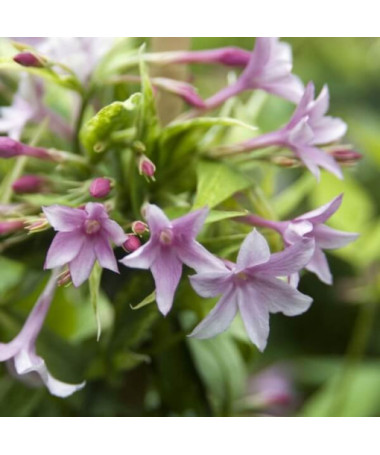 Stefans Jasmin, 2L Topf