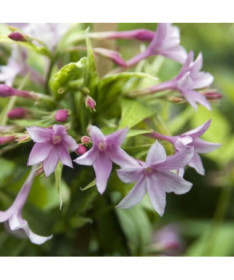 Stefans Jasmin, 2L Topf