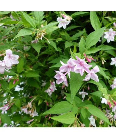 Stefans Jasmin, 2L Topf