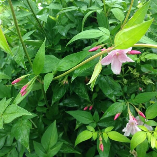 Stefans Jasmin, 2L Topf