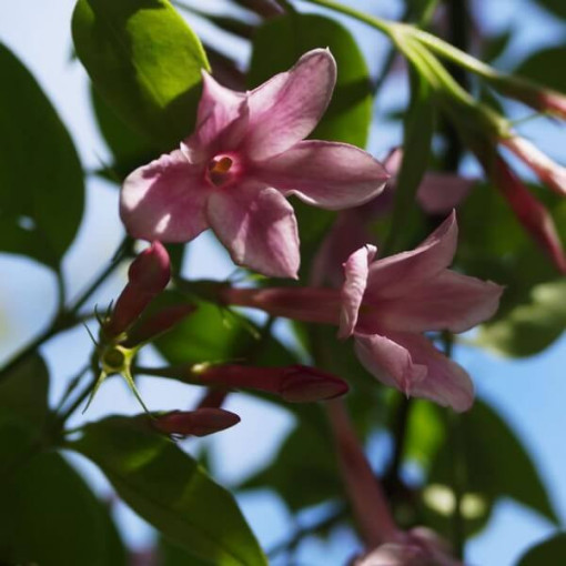 Stefans Jasmin, 2L Topf
