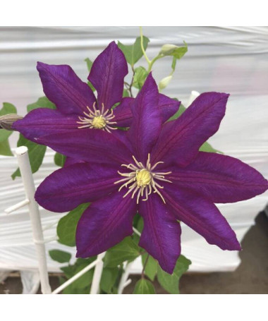 Clematis 'Lech Kaczyński', 4L Topf