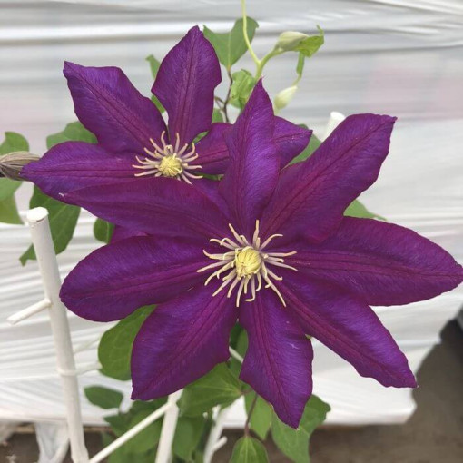 Clematis 'Lech Kaczyński', 4L Topf