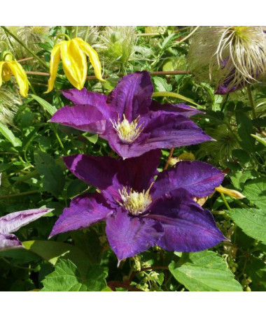 Clematis 'Lech Kaczyński', 2L Topf