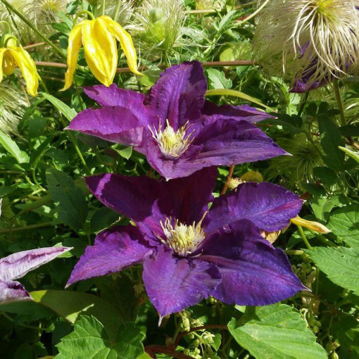 Clematis 'Lech Kaczyński', 2L Topf