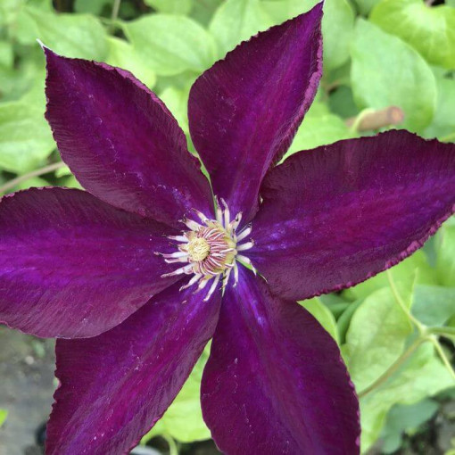 Clematis 'Lech Kaczyński', 2L Topf