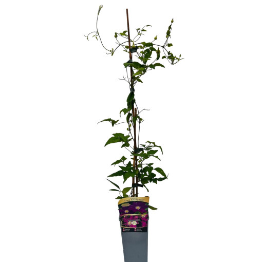 Clematis 'Lech Kaczyński', 2L Topf