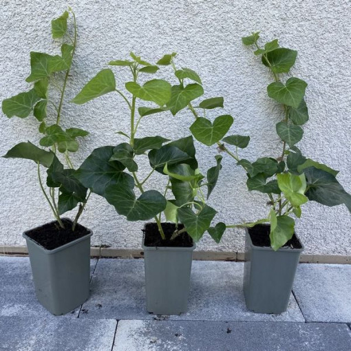 Irischer Efeu, 4L Topf