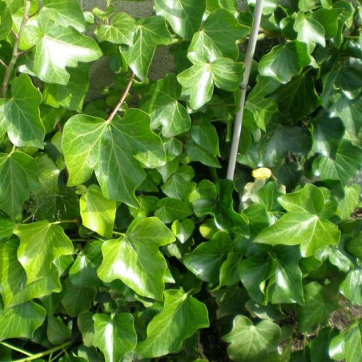 Irischer Efeu, 4L Topf