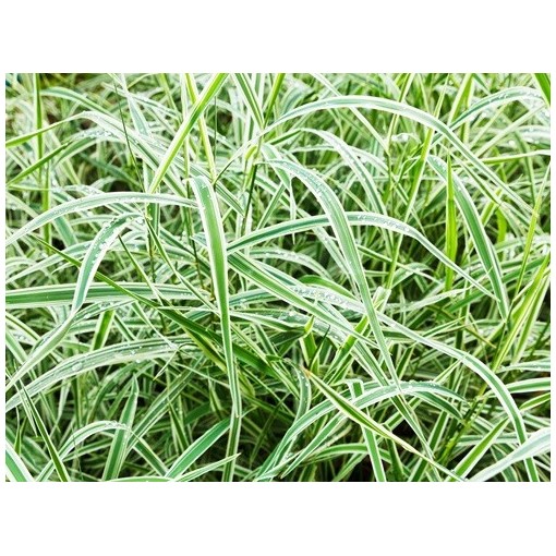 Palmsegge ‘Variegata’ C4