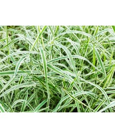 Palmsegge ‘Variegata’ C4