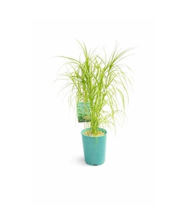 Palmsegge ‘Variegata’ C4