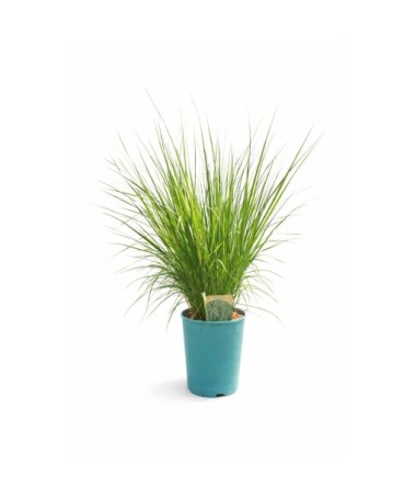Blau-Schwingel 'Heidebraut' Topf, 4L