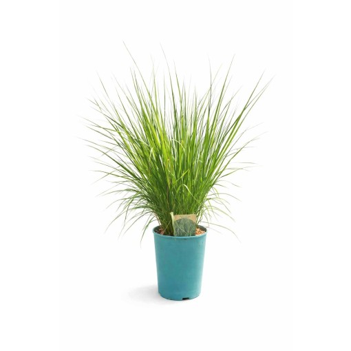 Blau-Schwingel 'Heidebraut' Topf, 4L