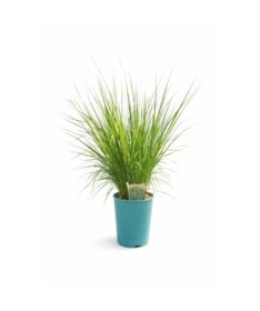 Blau-Schwingel 'Heidebraut' Topf, 4L