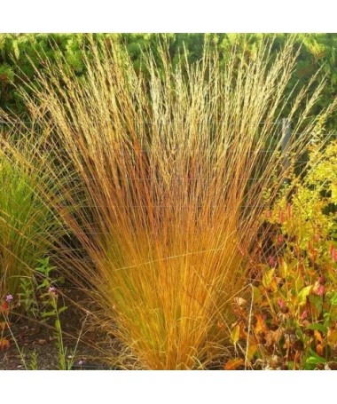 Blau-Schwingel 'Heidebraut' Topf, 4L