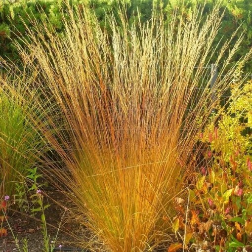 Blau-Schwingel 'Heidebraut' Topf, 4L