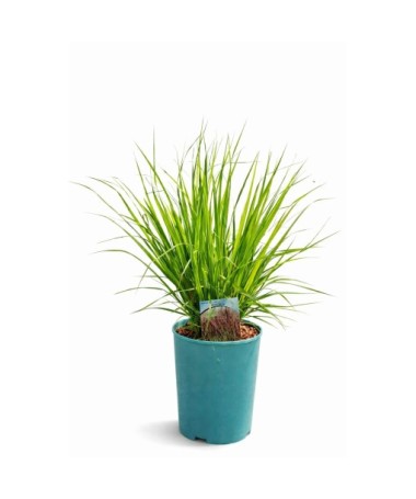 Blau-Schwingel 'Moorhexe' Topf, 4L