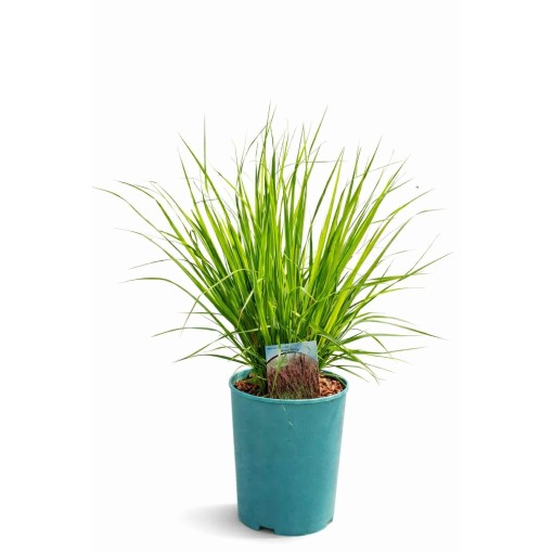 Blau-Schwingel 'Moorhexe' Topf, 4L