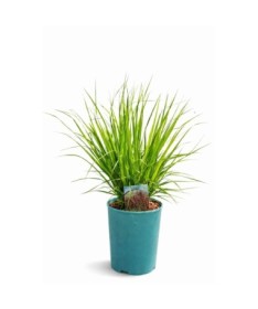 Blau-Schwingel 'Moorhexe' Topf, 4L