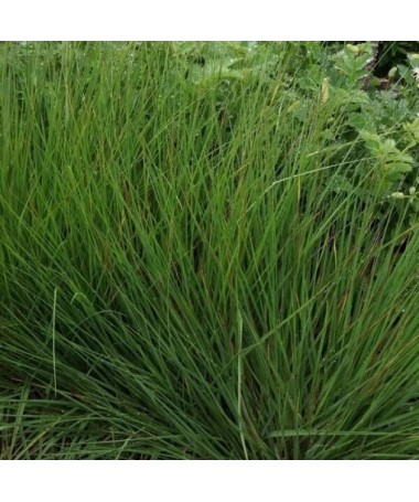 Blau-Schwingel 'Moorhexe' Topf, 4L