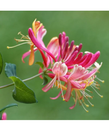 Geißblatt 'American Beauty', 4L Topf