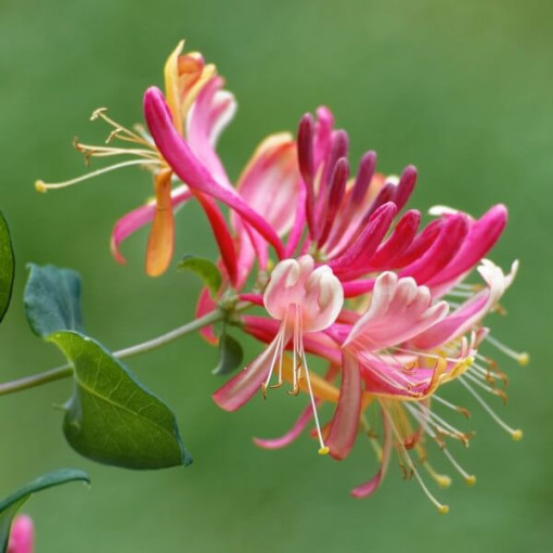 Geißblatt 'American Beauty', 4L Topf