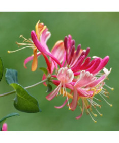 Geißblatt 'American Beauty', 4L Topf