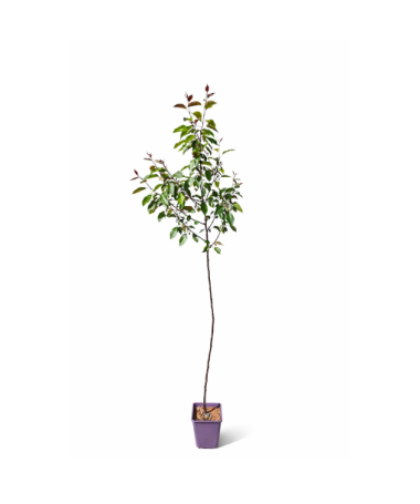 Zierapfel ‘Makowiecki’ C6