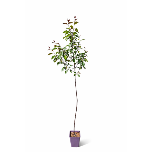 Zierapfel ‘Makowiecki’ C6