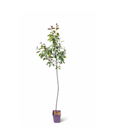 Zierapfel ‘Makowiecki’ C6