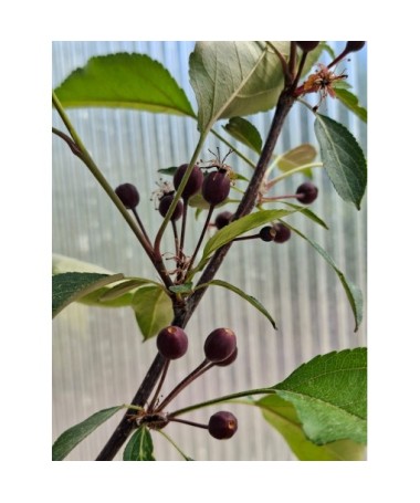 Zierapfel ‘Makowiecki’ C6
