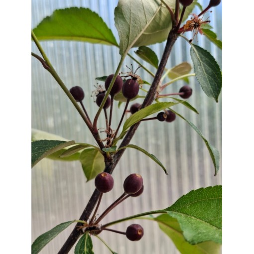 Zierapfel ‘Makowiecki’ C6